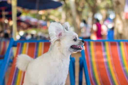 Dog so cute beige color mixed breed with Shih-Tzu, Pomeranian and Poodle sitting on beach chair or beach bed with happy relax when vacation travel at sea with beach