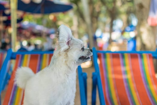 Dog so cute beige color mixed breed with Shih-Tzu, Pomeranian and Poodle sitting on beach chair or beach bed with happy relax when vacation travel at sea with beach