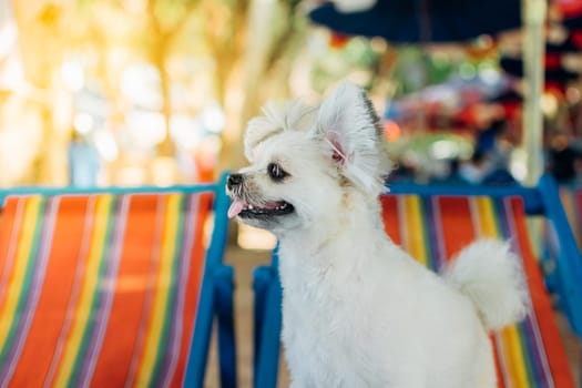 Dog so cute beige color mixed breed with Shih-Tzu, Pomeranian and Poodle sitting on beach chair or beach bed with happy relax when travel at sea with beach
