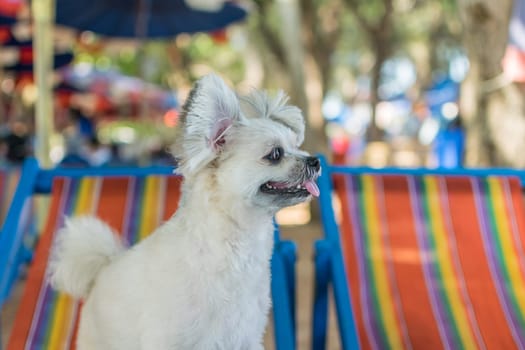 Dog so cute beige color mixed breed with Shih-Tzu, Pomeranian and Poodle sitting on beach chair or beach bed with happy relax when travel at sea with beach
