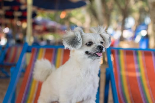 Dog so cute beige color mixed breed with Shih-Tzu, Pomeranian and Poodle  travel at beach on beach bed