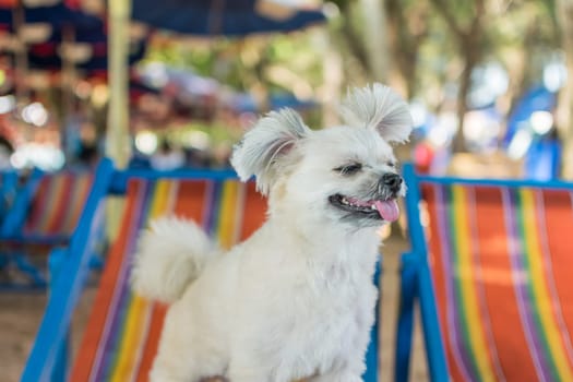 Dog so cute beige color mixed breed with Shih-Tzu, Pomeranian and Poodle sitting on beach chair or beach bed with happy relax when travel at sea with beach