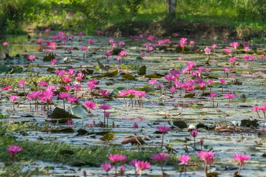 Lotus flower (Lotus or Nelumbo) purple, violet, white and pink color, Naturally beautiful flowers in the garden