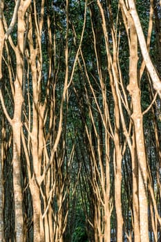 Rubber tree in row at a rubber tree plantation natural latex is a agriculture harvesting natural rubber in white milk color for industry in Thailand