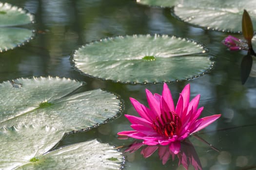Lotus flower (Lotus or Nelumbo) purple, violet and pink color, Naturally beautiful flowers in the garden