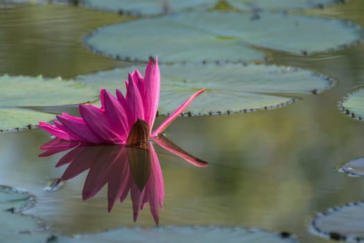 Lotus flower (Lotus or Nelumbo) purple, violet, white and pink color, Naturally beautiful flowers in the garden