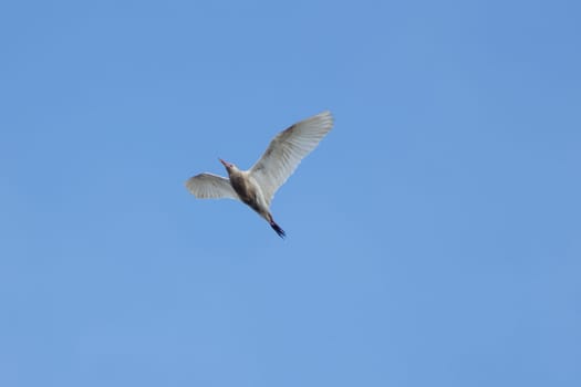 A great white heron sits on a tree branch on the river - a large wetland bird of the heron family