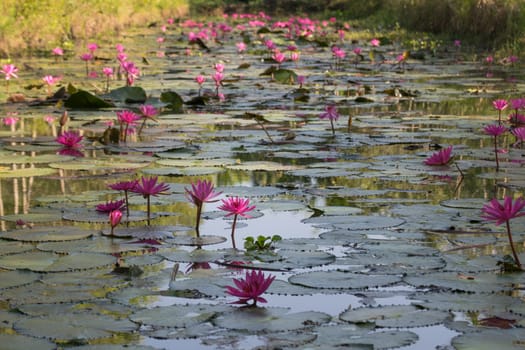 Lotus flower (Lotus or Nelumbo) purple, violet and pink color, Naturally beautiful flowers in the garden