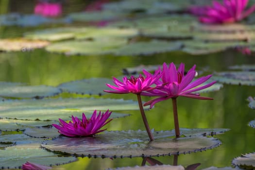 Lotus flower (Lotus or Nelumbo) purple, violet and pink color, Naturally beautiful flowers in the garden