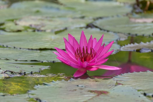 Lotus flower (Lotus or Nelumbo) purple, violet, white and pink color, Naturally beautiful flowers in the garden