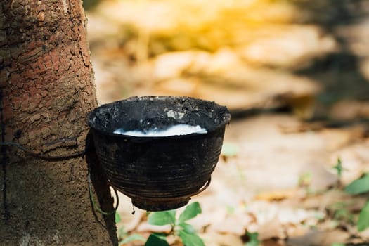 Rubber tree with natural rubber in white milk color drop to the bowl or pot at rubber tree plantation natural latex is a agriculture harvesting for industry in Thailand
