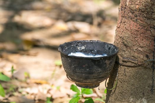 Rubber tree with natural rubber in white milk color drop to the bowl or pot at rubber tree plantation natural latex is a agriculture harvesting for industry in Thailand