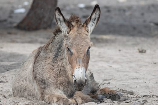 A donkey with a brown face and brown ears. The donkey is laying down on the ground