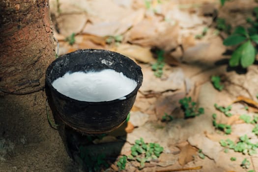 Rubber tree with natural rubber in white milk color drop to the bowl or pot at rubber tree plantation natural latex is a agriculture harvesting for industry in Thailand