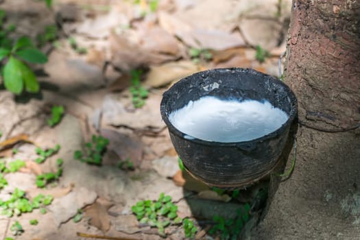 Rubber tree with natural rubber in white milk color drop to the bowl or pot at rubber tree plantation natural latex is a agriculture harvesting for industry in Thailand