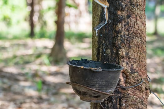 Rubber tree with natural rubber in white milk color drop to the bowl or pot at rubber tree plantation natural latex is a agriculture harvesting for industry in Thailand