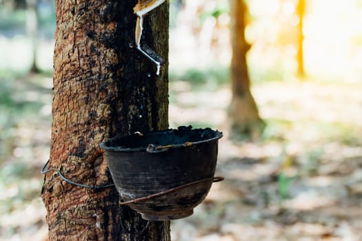 Rubber tree with natural rubber in white milk color drop to the bowl or pot at rubber tree plantation natural latex is a agriculture harvesting for industry in Thailand