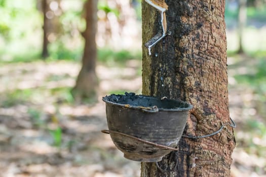 Rubber tree with natural rubber in white milk color drop to the bowl or pot at rubber tree plantation natural latex is a agriculture harvesting for industry in Thailand