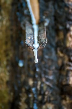Rubber tree with natural rubber in white milk color drop to the bowl or pot at rubber tree plantation natural latex is a agriculture harvesting for industry in Thailand