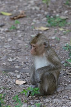 Monkey is a mammal sitting on the ground in Thai forest nature