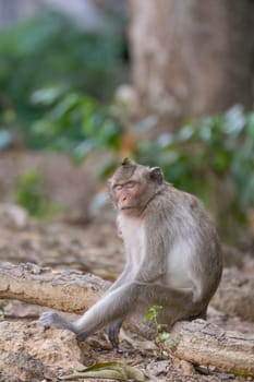 Monkey is a mammal sitting on the ground in Thai forest nature