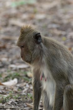 Monkey is a mammal sitting on the ground in Thai forest nature