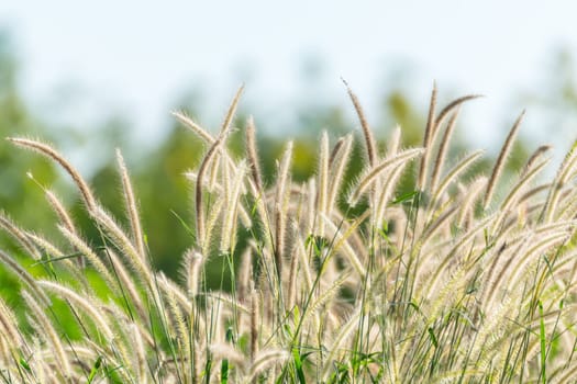 Nature of grass field and flower of grass on meadow green color lush with sunlight in park