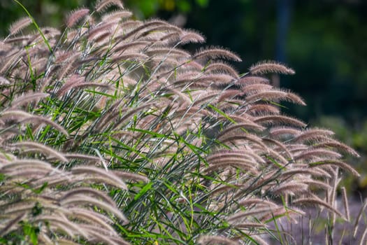 Nature of grass field and flower of grass on meadow green color lush with sunlight in park