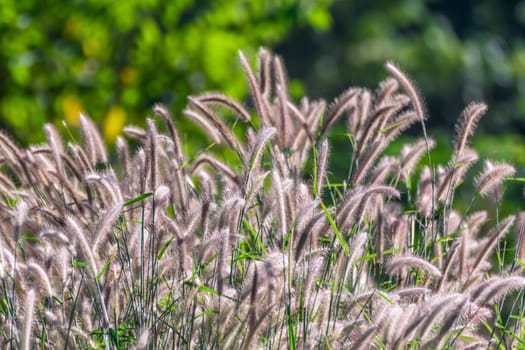 Nature of grass field and flower of grass on meadow green color lush with sunlight in park