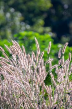 Nature of grass field and flower of grass on meadow green color lush with sunlight in park