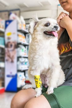Dog broken leg sore with a yellow bandage making by veterinarian doctor during the examination in veterinary clinic