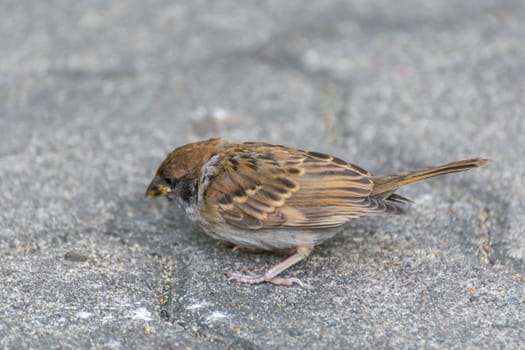 Bird (Eurasian tree sparrow, Passer montanus) is a passerine bird in the sparrow family with a rich chestnut crown and nape and black patch on each pure white cheek perched on a tree in a nature wild
