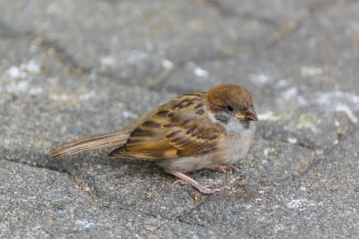Bird (Eurasian tree sparrow, Passer montanus) is a passerine bird in the sparrow family with a rich chestnut crown and nape and black patch on each pure white cheek perched on a tree in a nature wild