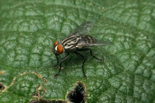 Macro of fly insect close up on the leave in nature