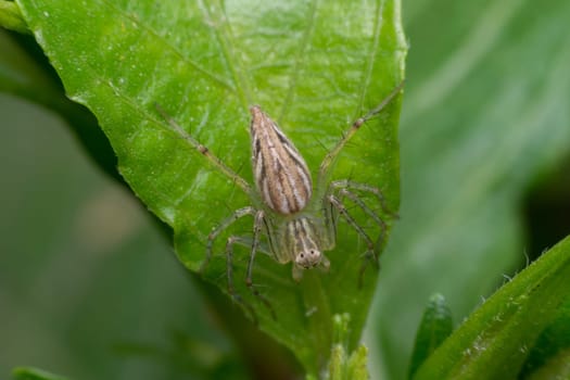 Macro of spider insect close up on the leave in nature
