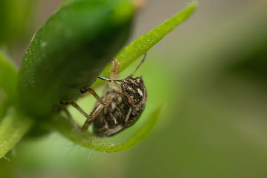 Macro of bug insect close up on the leave in nature