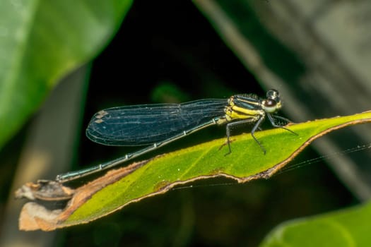 Macro of dragonfly insect in yellow and black on a plant in wild blurred a green nature background