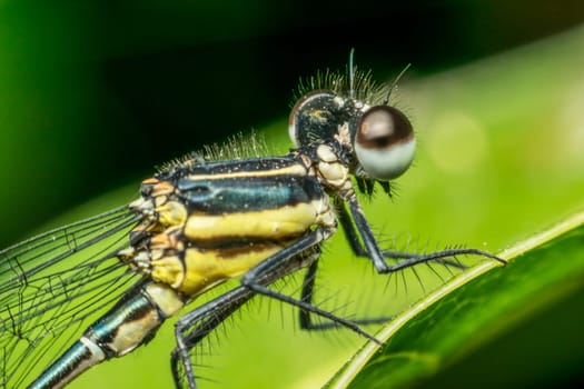 Macro of dragonfly insect in yellow and black on a plant in wild blurred a green nature background