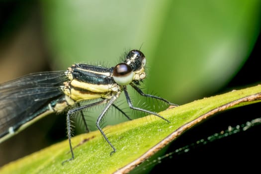 Macro of dragonfly insect in yellow and black on a plant in wild blurred a green nature background
