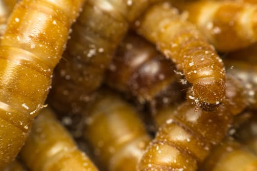 Macro of Mealworm is a food for bird and fish in worm farm