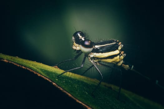 Macro of dragonfly insect in yellow and black on a plant in wild blurred a green nature background
