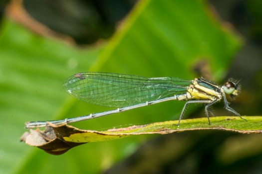Macro of dragonfly insect in yellow and black on a plant in wild blurred a green nature background