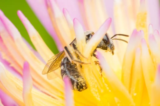 Macro of Bee insect close up on the lotus flower pollen in nature