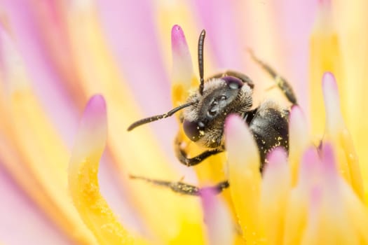Macro of Bee insect close up on the lotus flower pollen in nature