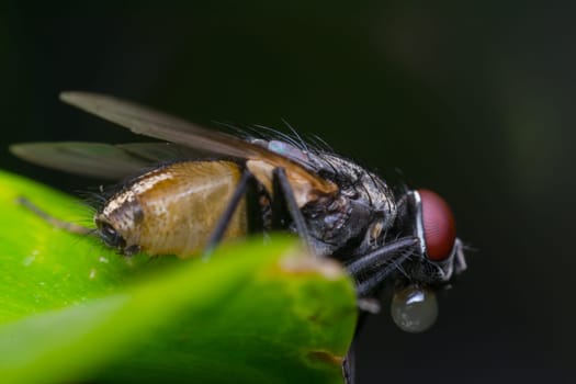 Macro of fly insect close up on the leave in nature
