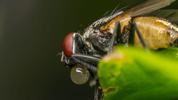 Macro of flies or fly insect close up on the leave in nature