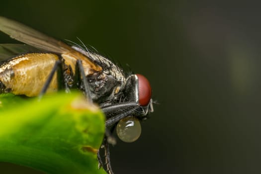 Macro of flies or fly insect close up on the leave in nature