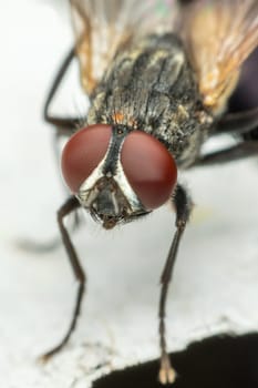 Macro of flies or fly insect close up on the floor in nature