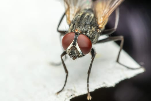 Macro of flies or fly insect close up on the floor in nature