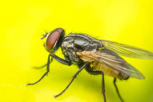 Macro of flies or fly insect close up on the leave in nature